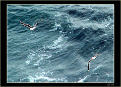 фото "above the ocean"