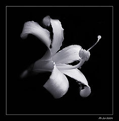 photo "Simply flower"