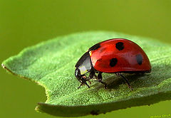 фото "lady-bird"