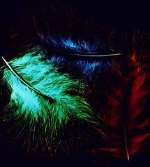 photo "Feather Weight"