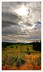 photo "Fall in our forest"