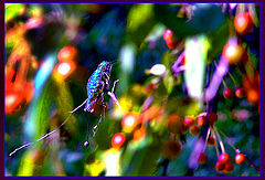 фото "Through his eyes"