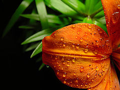 фото "Single drop"