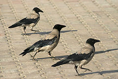 photo "Parade"