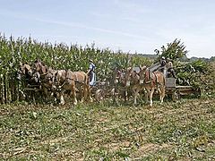 photo "The cutting of the Corn"