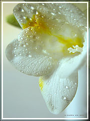 photo "FRESHNESS"