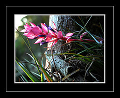 photo "Sunny sunday"