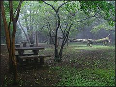 photo "walk in fog"