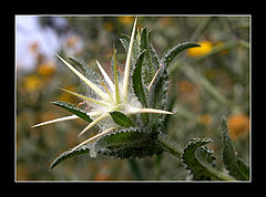photo "Thorns"