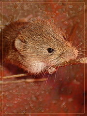 фото "mouse"