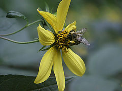 photo "Bumblebee on a flower"