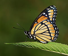 photo "Vigilant Viceroy"