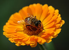 photo "The Dinner"
