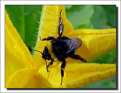 photo "Riding on a star..."