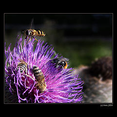 photo "... Thistle ..."