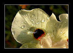 photo "Drops"