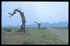 фото "Victims of the desert"