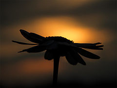 photo "The End of the Summer"