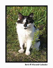 photo "Small tiger =)"