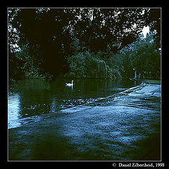 photo "Lonely swan"