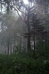photo "Untitled photo"