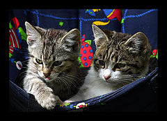 фото "Twins"