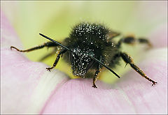 photo "Mr Bumble is getting tired"
