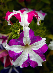 photo "some flowers"