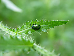 photo "Emerald"
