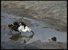 photo "Don`t drink..."
