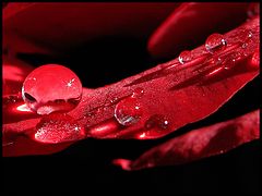 photo "Red love"