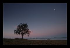 photo "pair"