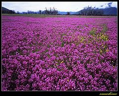 фото "Flower"