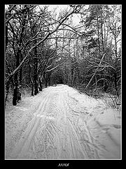 фото "Аллея"