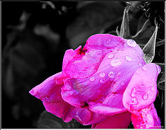 photo "Une femme et un homme"