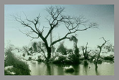 photo "A HAVE A DREAM....."