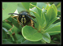 фото "the hunter"