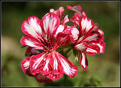 фото "@@@"