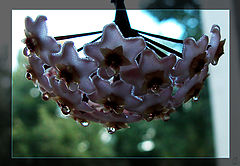 photo "Happy B-day, Olga M!"