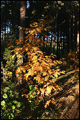 photo "***"