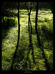 photo "***"