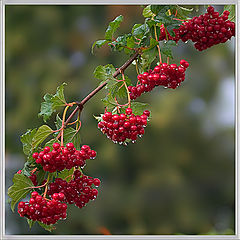photo "Guelder-rose under a rain"