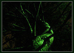 photo "Sleeping Leshy"