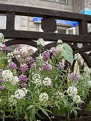 photo "At an entrance"
