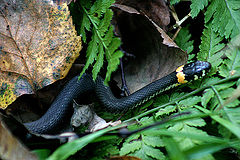 photo "Be careful Shhhhh..."