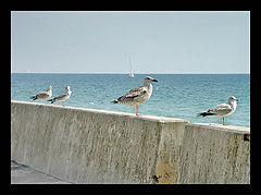 photo "Again about the sea"