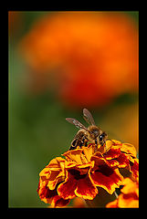 фото "****"