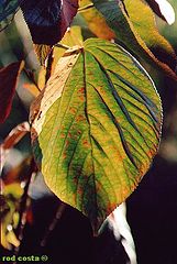 фото "BeautyLeaf"