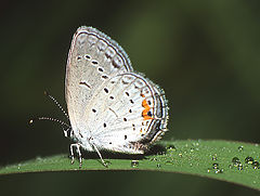 photo "Eastern tailed-blue"