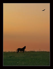 photo "this sweet word freedom ..."